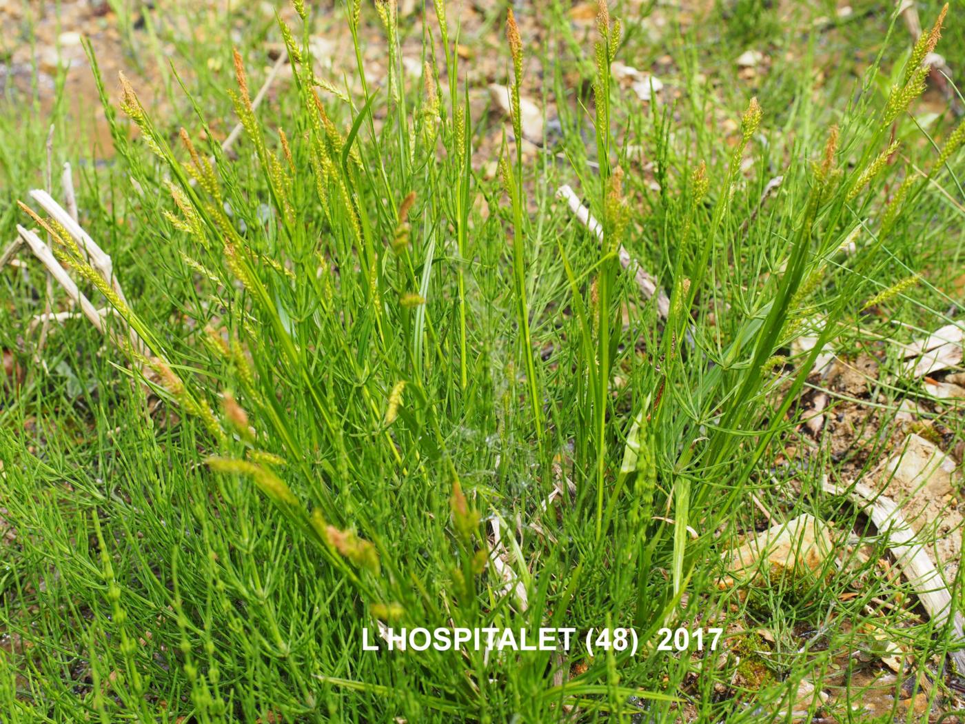 Sedge, Wood plant